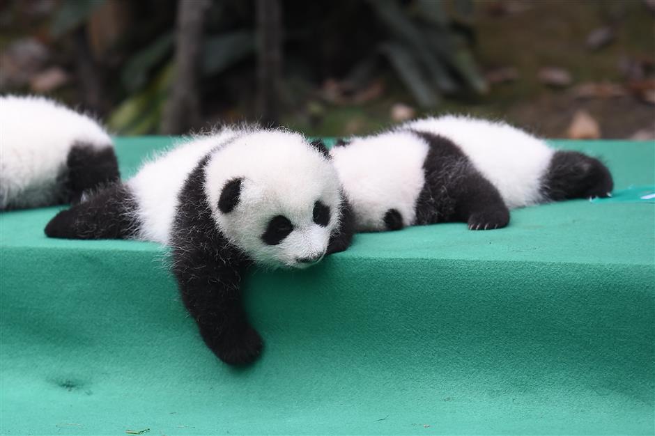 Panda cubs meet the public for the first time