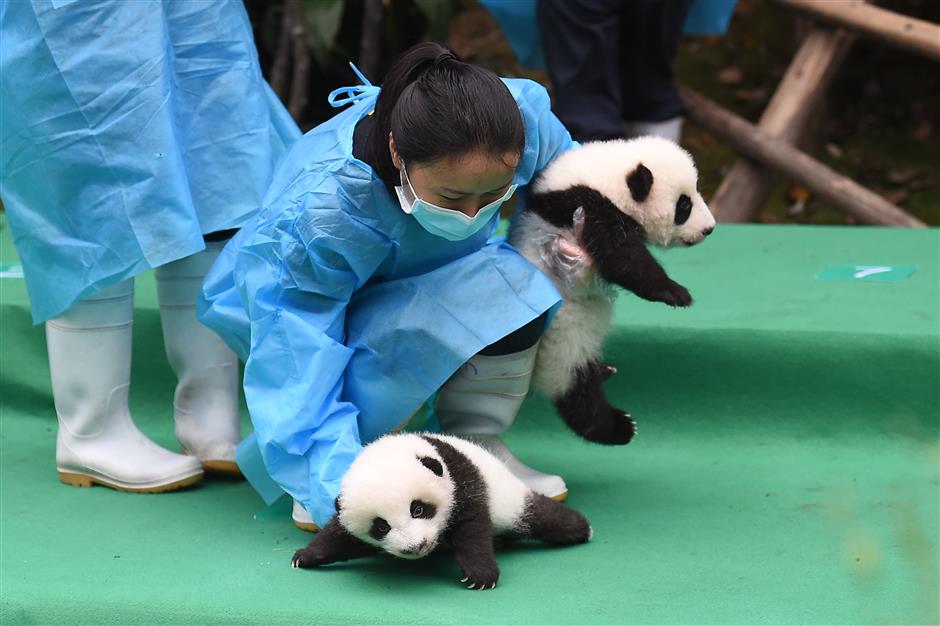 Panda cubs meet the public for the first time