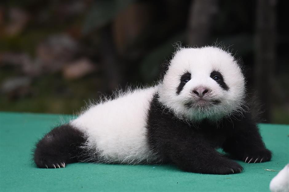 Panda cubs meet the public for the first time