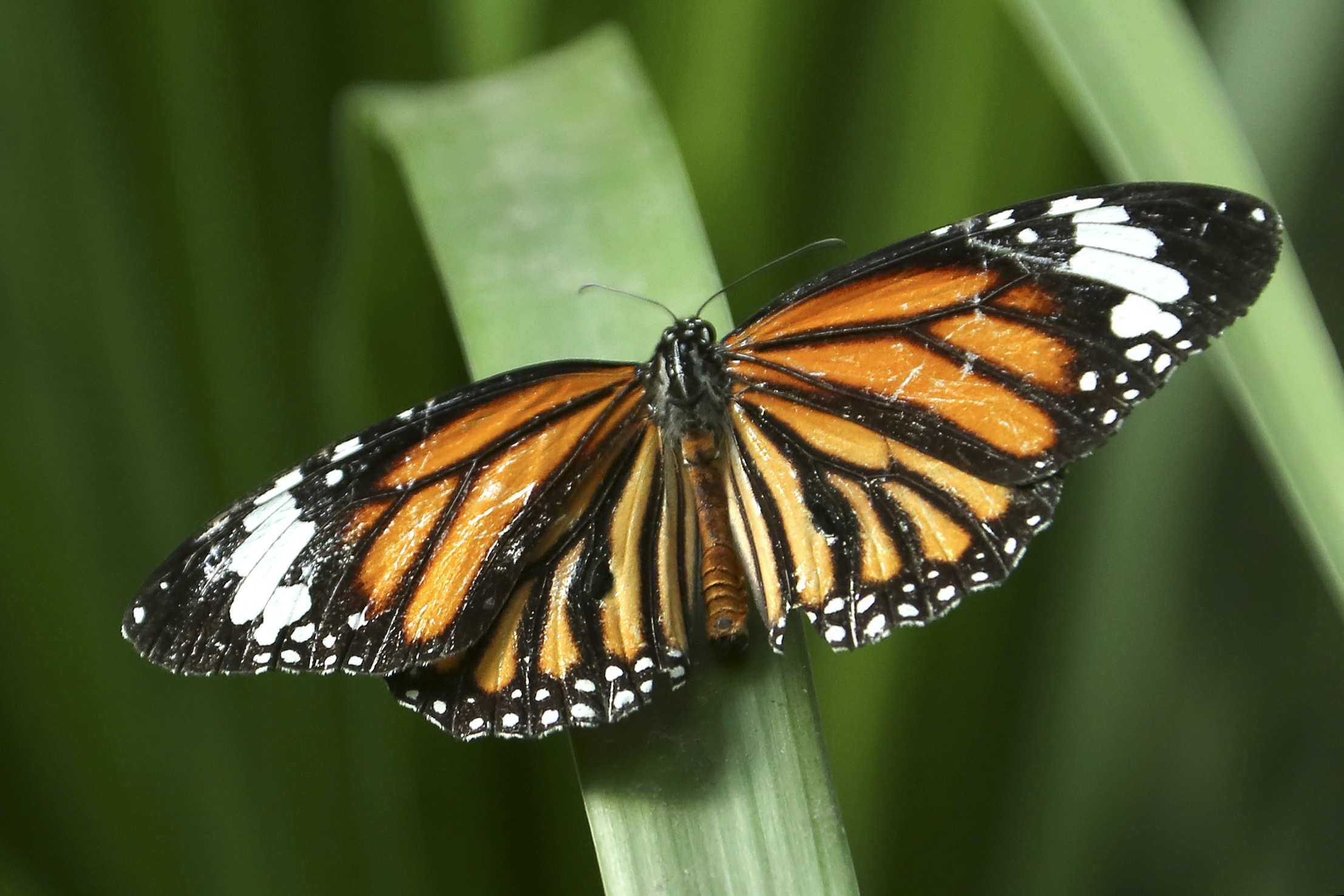 Shanghai Zoo launches butterfly exhibition SHINE News
