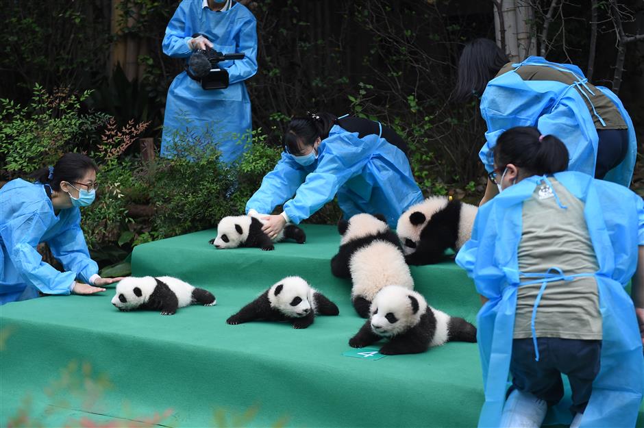 Panda cubs meet the public for the first time