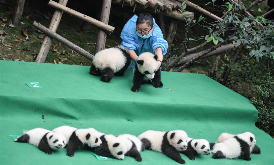 Panda cubs meet the public for the first time