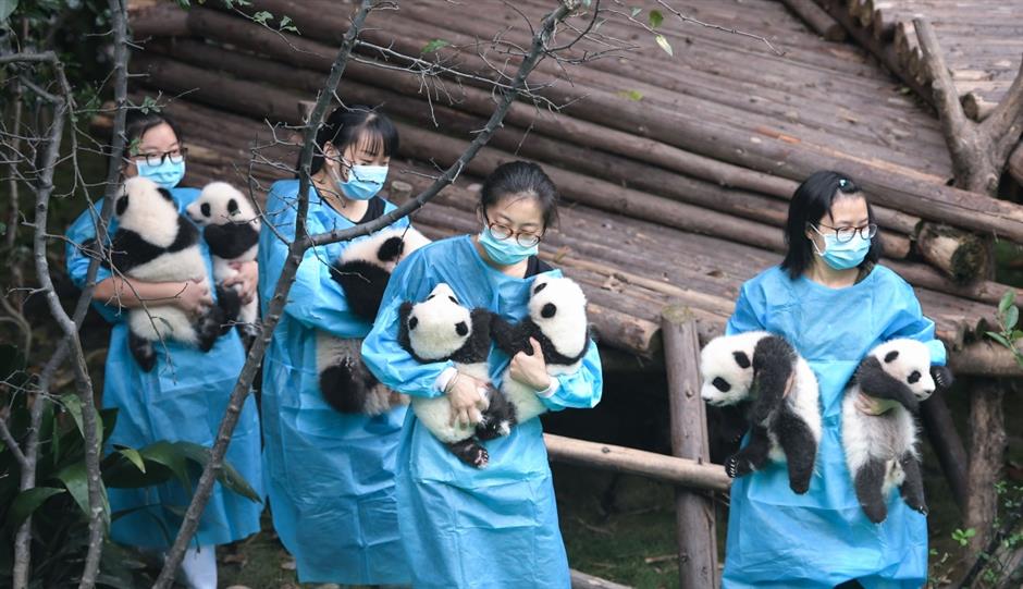 Panda cubs meet the public for the first time