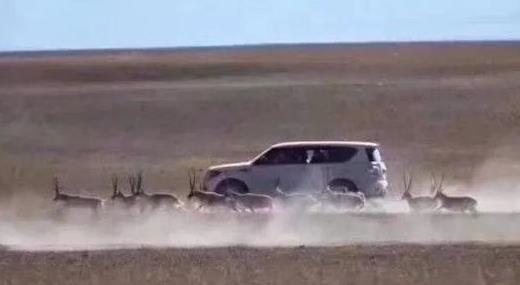 Seven antelope-chasing tourists fined 105,000 yuan in Tibet