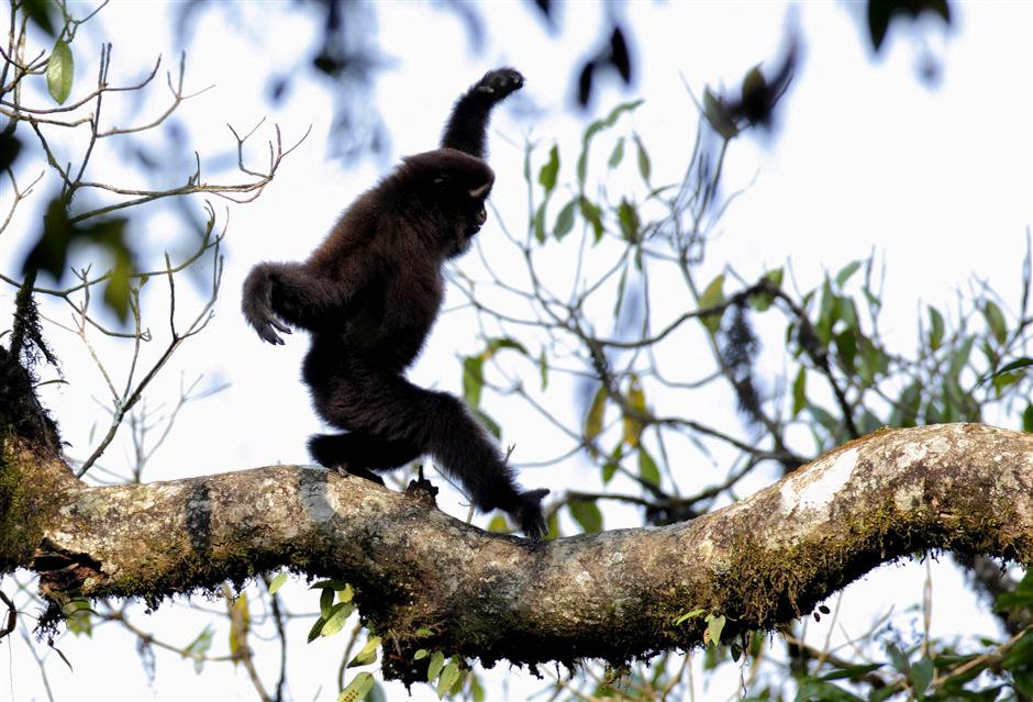 Rare gibbons captured on lens