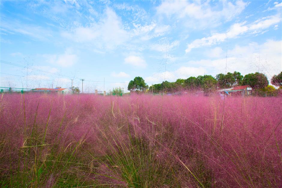 Pink, pink grass of home