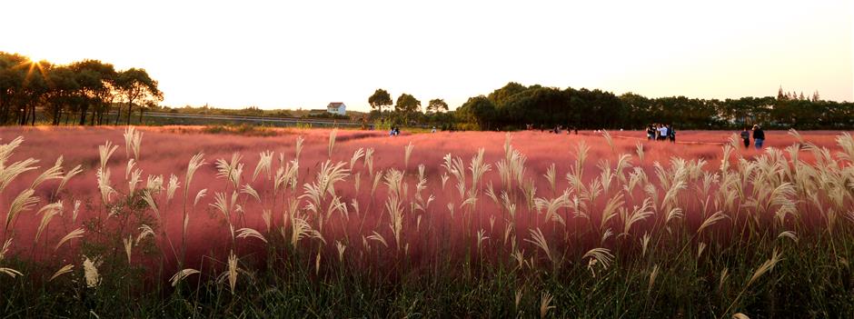 Pink, pink grass of home