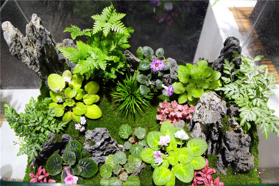 Shady plants for sunny people on display in Xuhui