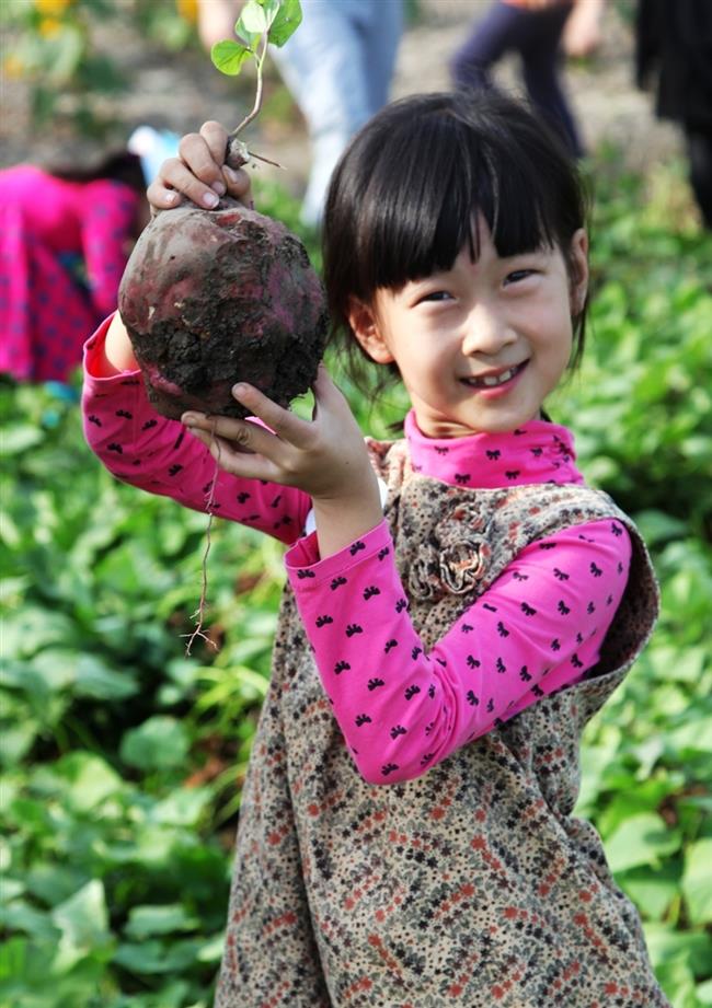 Songjiang District to host a fruit and vegetable picking event