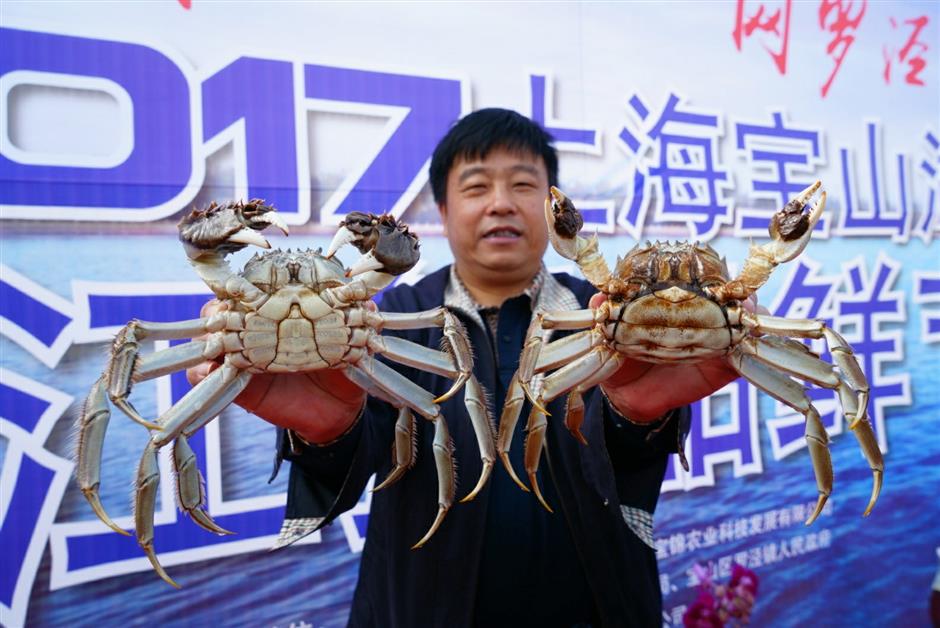 Harvest begins on local hairy crabs