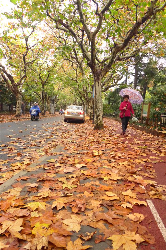 Colorful foliage is nature's street art