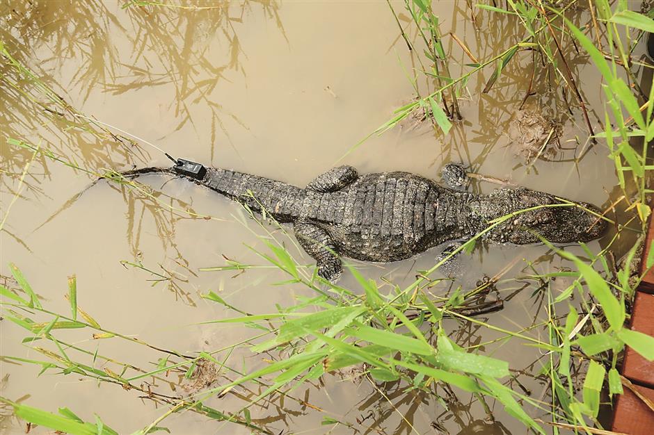 Wildlife conservation endeavors bring back city's oldest residents