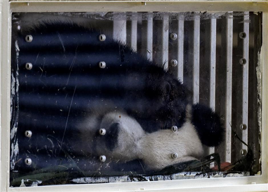 Malaysian-born panda cub returns to China