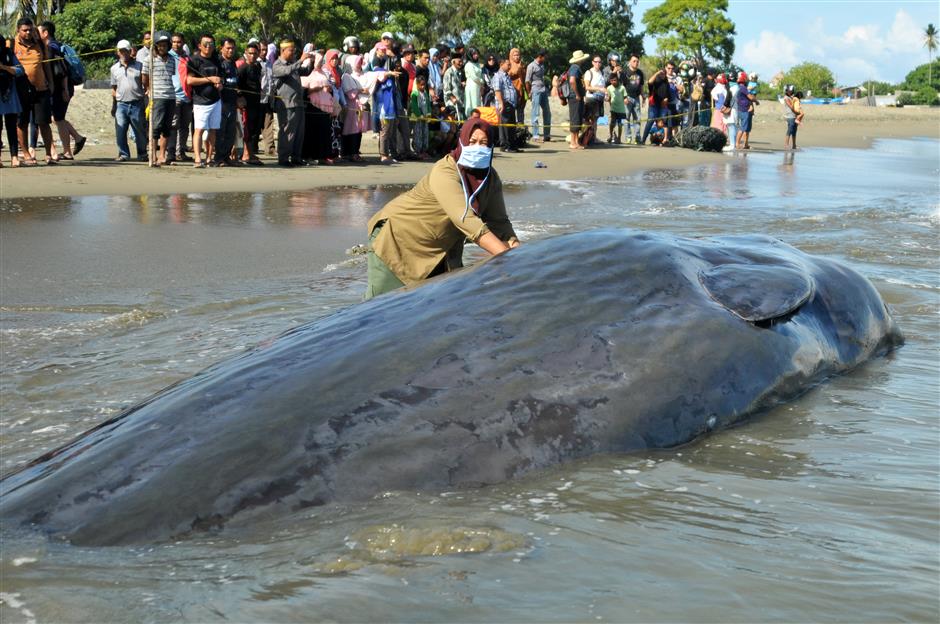 4 stranded sperm whales die in Indonesia