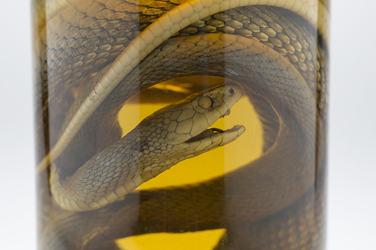 natures nastiest beasts on show