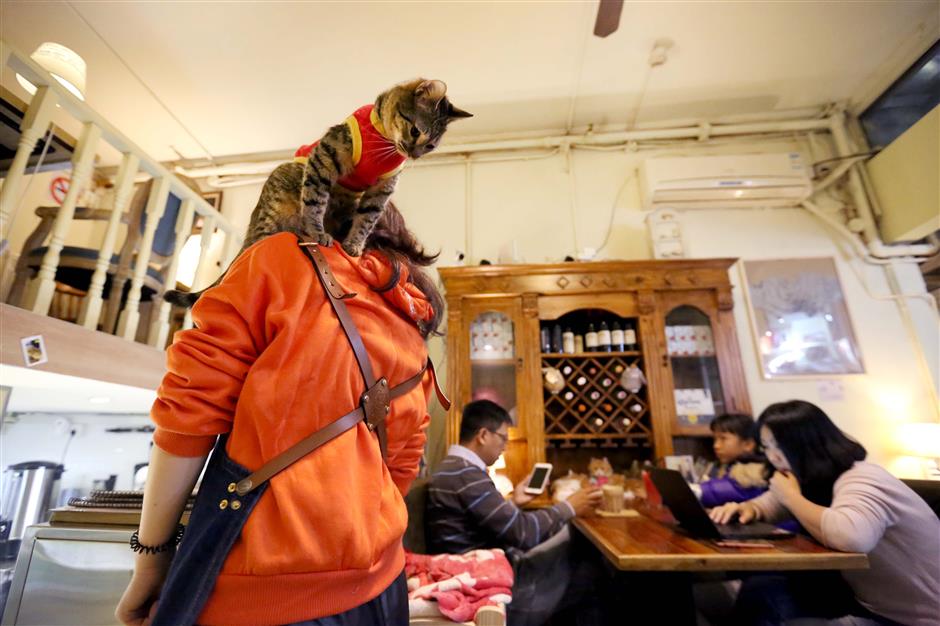 Pampered pets join the diners but are restaurants barking up the wrong tree?