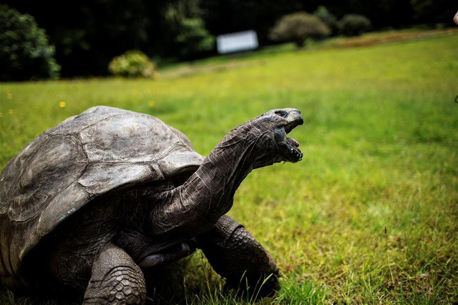 Air link for tourists to see ancient tortoise