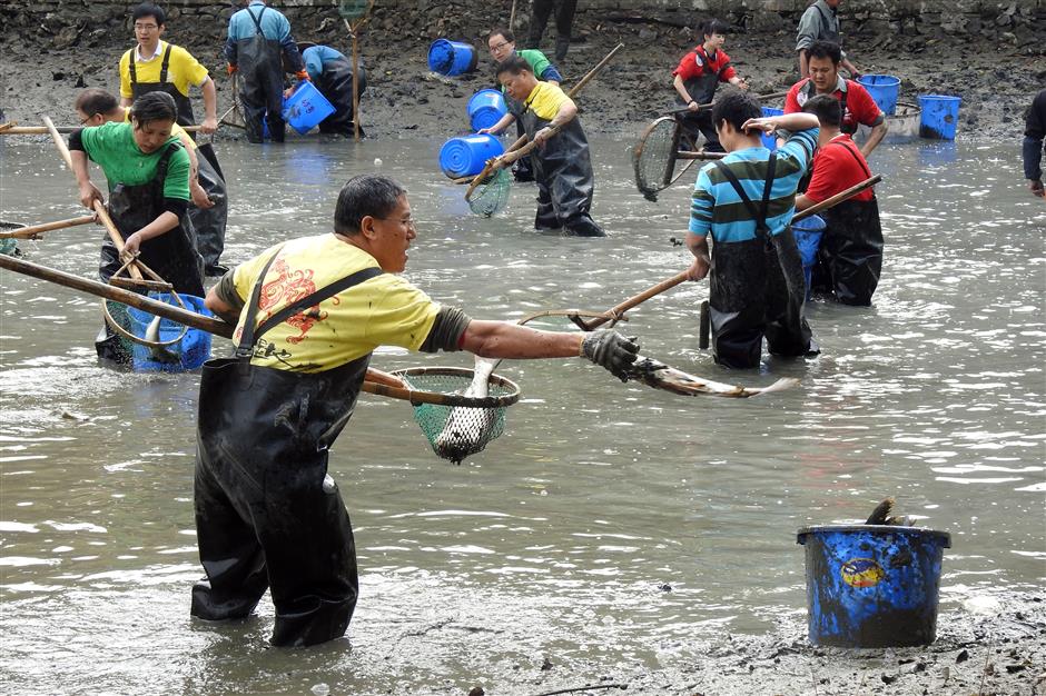 Enjoy a festival of reeds at Xixi Wetland