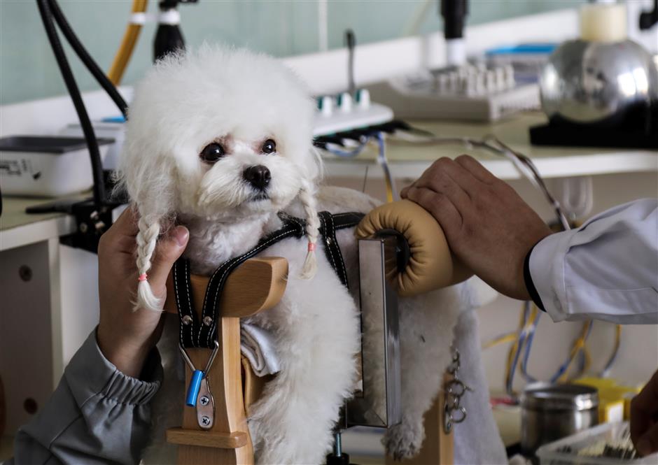 TCM for pets becomes popular across China