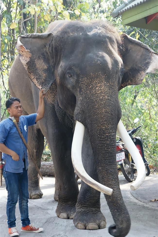 Thai elephant crushes its owner to death