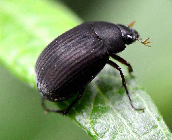 beetle threat to agriculture found and destroyed
