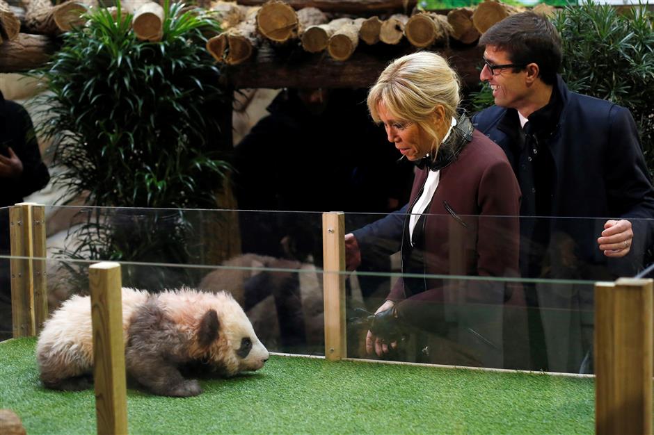 'Dream come true' for panda baby