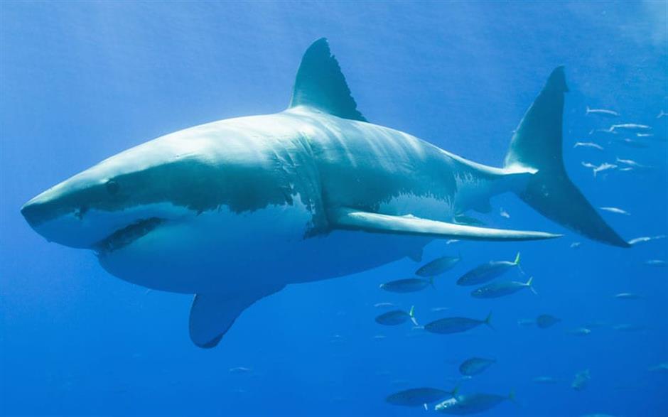 Shark-spotting drones on patrol at Aussie beaches