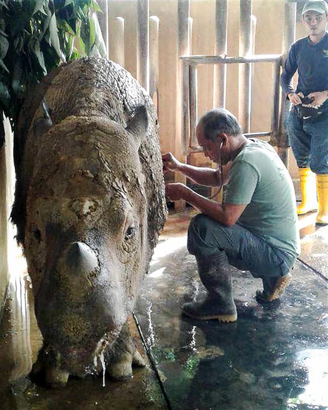 Malaysia's last female Sumatran rhino gravely ill