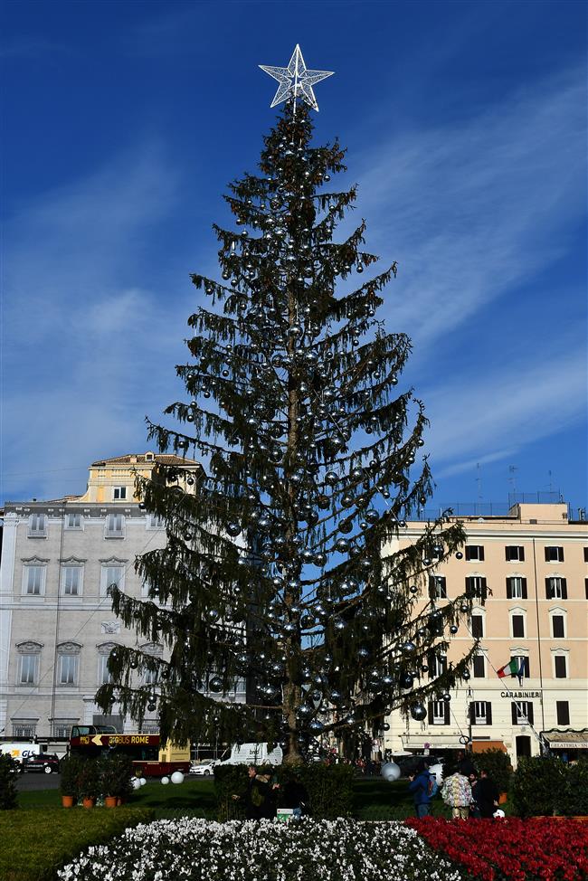 Rome mourns early death of Christmas tree 'Baldy'