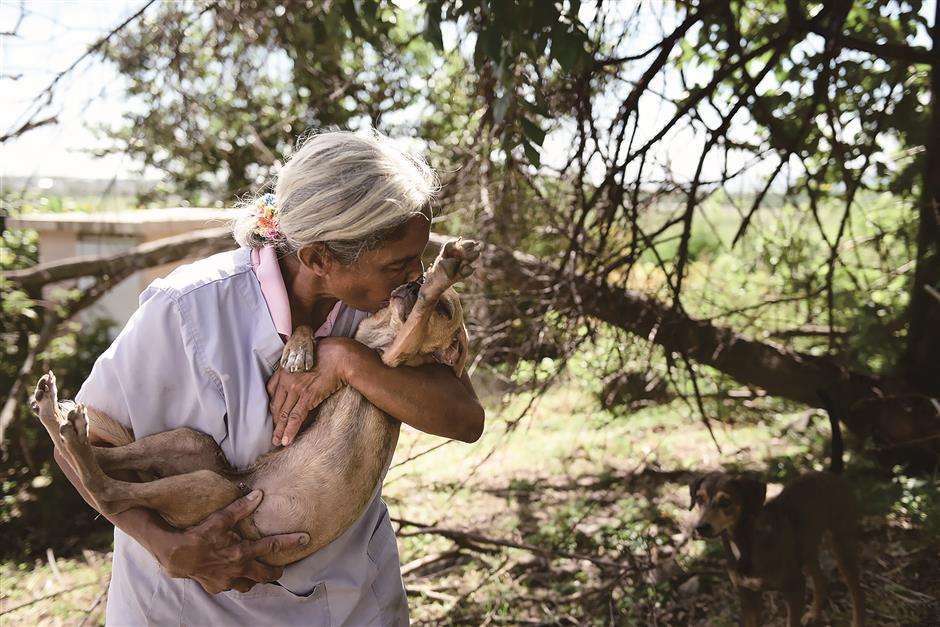 Puerto Rico's other victims: Hundreds of animals abandoned due to hurricane