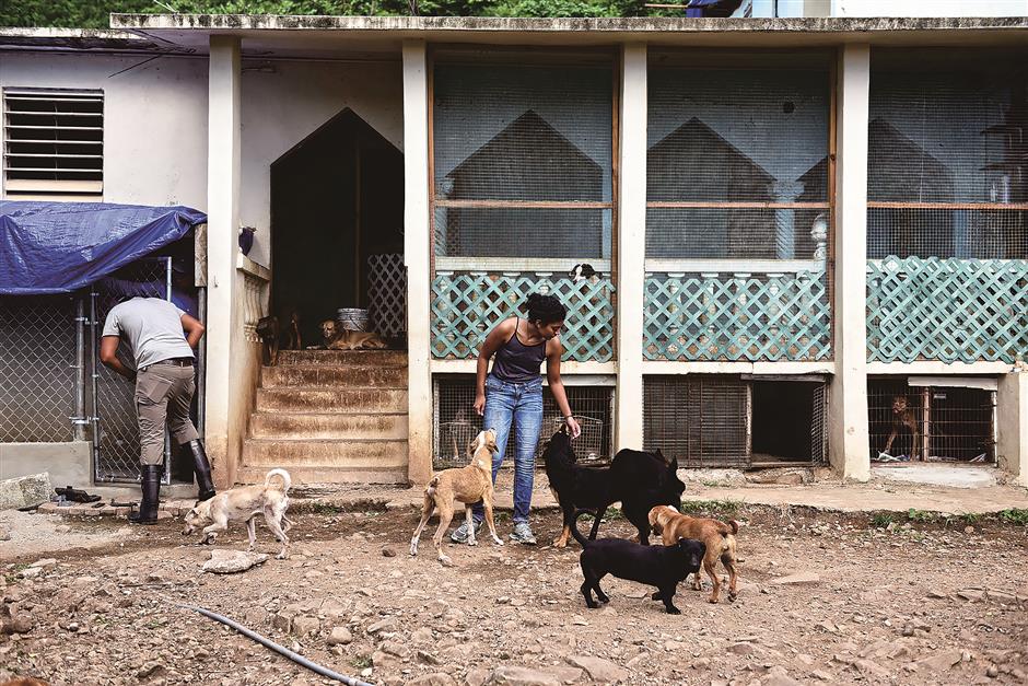 Puerto Rico's other victims: Hundreds of animals abandoned due to hurricane