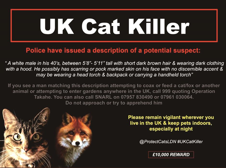 On the trail of serial cat killer