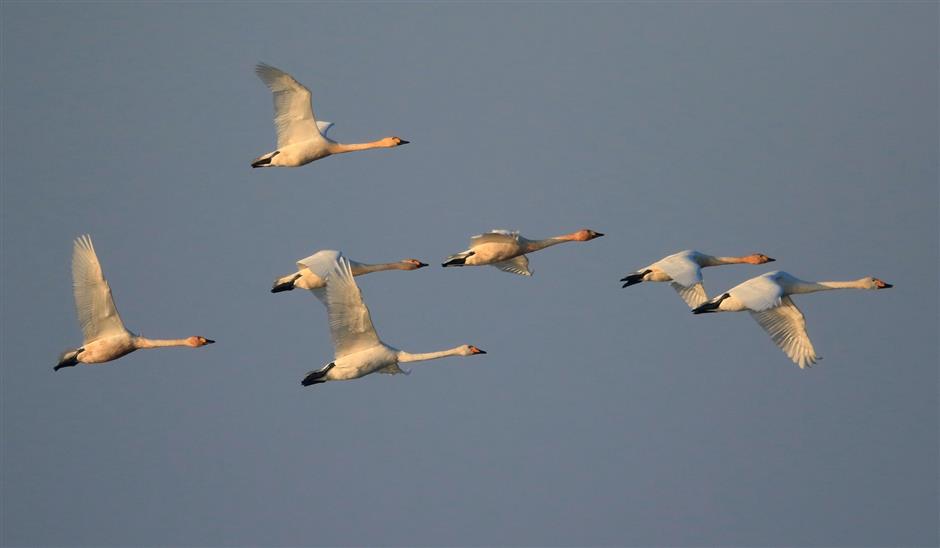 Tundra swans spend winter at Chongming Island reserve