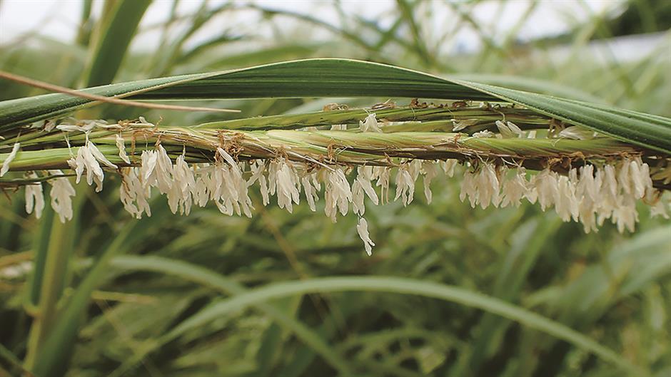 Invaders: Not all plants are pretty