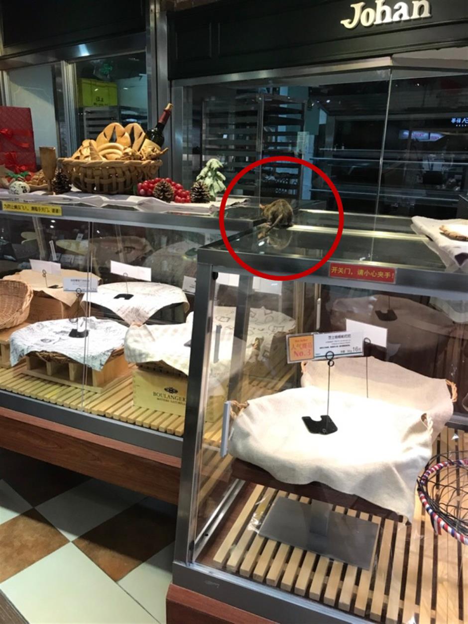 Rat on counter forces temporary closure of bakery in Jing'an