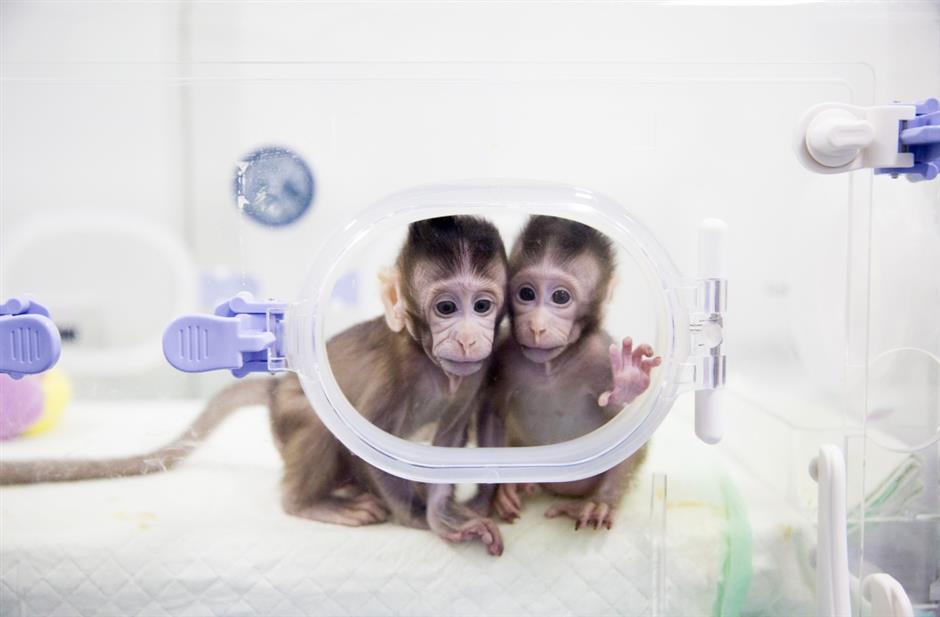 Macaque cloning breakthrough offers hope against human illnesses