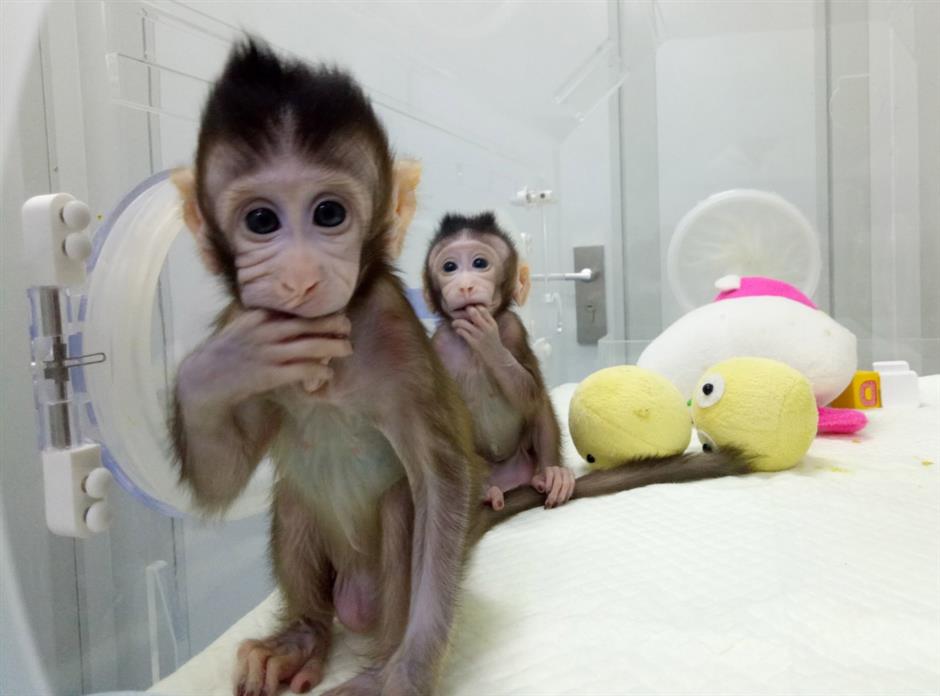 Macaque cloning breakthrough offers hope against human illnesses