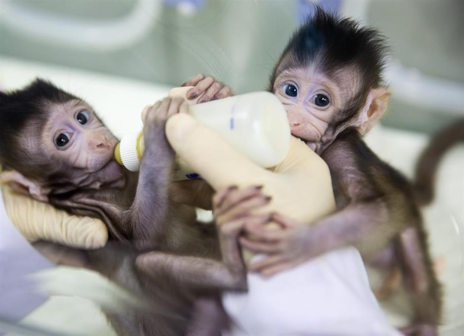 Macaque cloning breakthrough offers hope against human illnesses