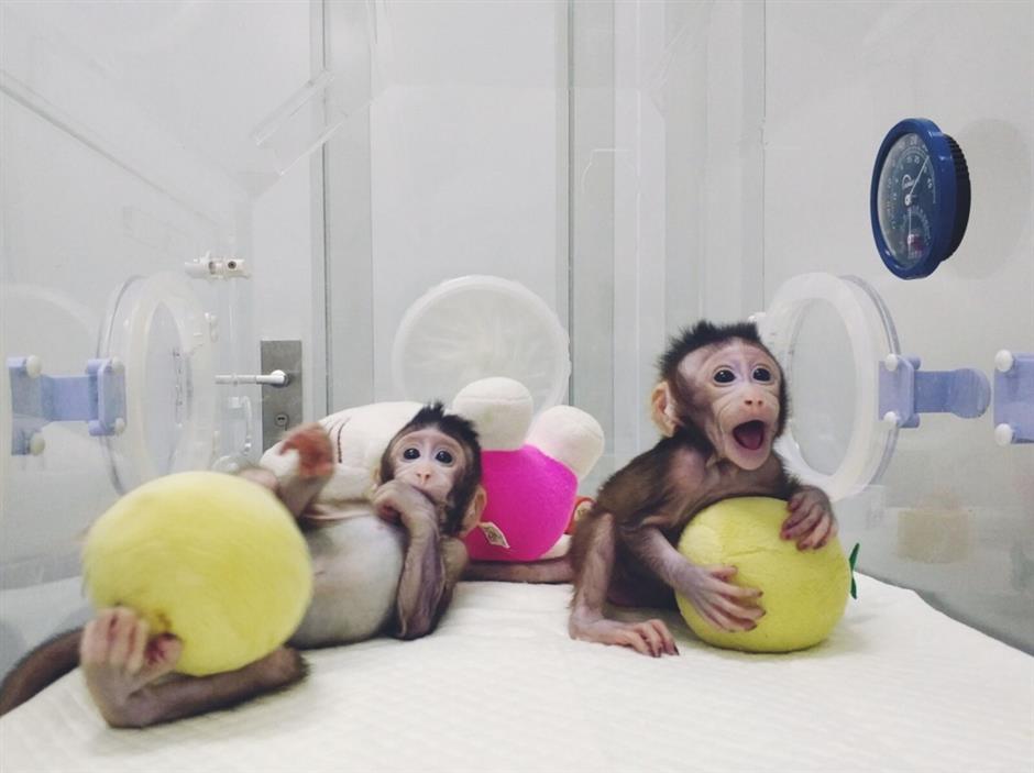 Macaque cloning breakthrough offers hope against human illnesses