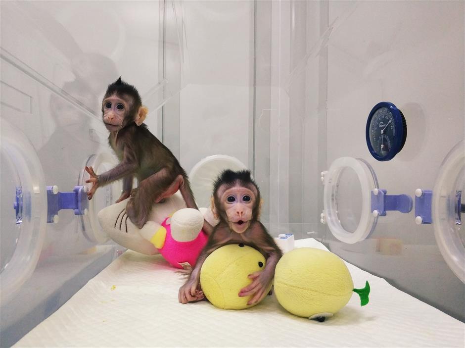 22 years after Dolly, world's first cloned monkeys born in Shanghai