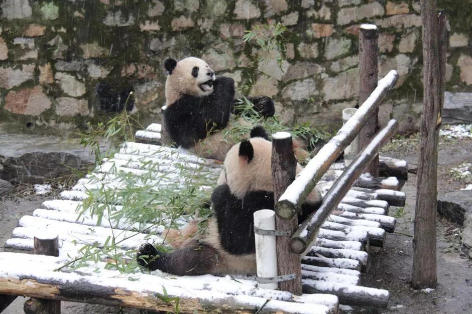 Snow forces significant park closures across Shanghai