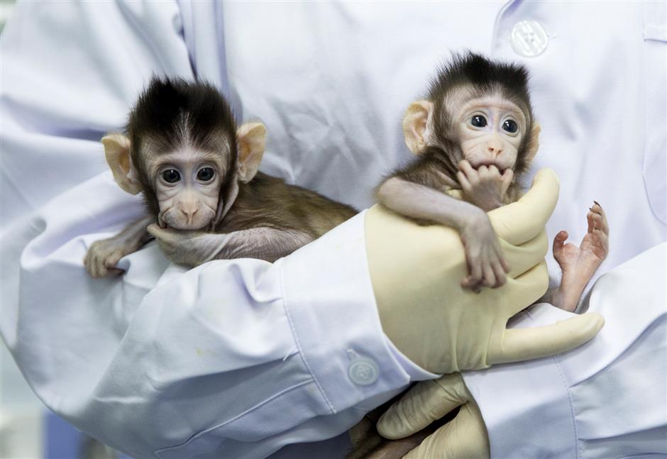 22 years after Dolly, world's first cloned monkeys born in Shanghai