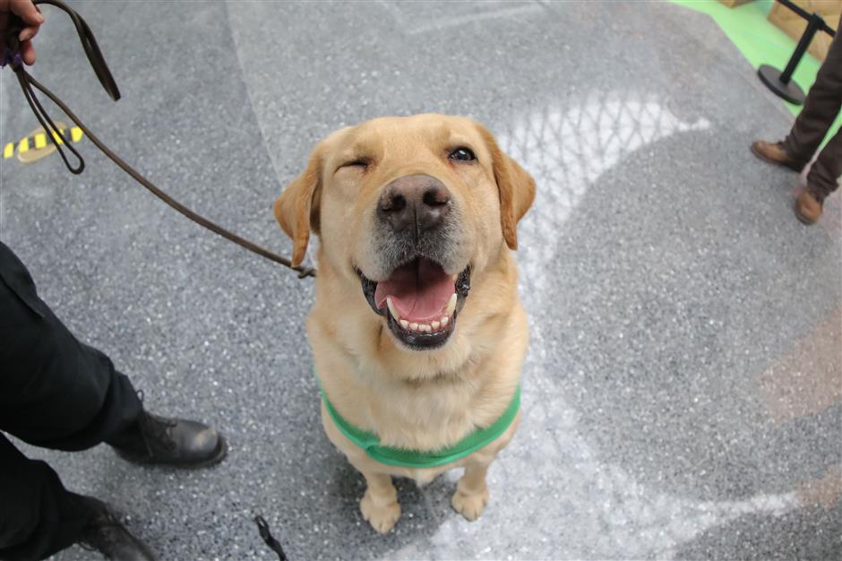 Dog-themed exhibition opens in Shanghai