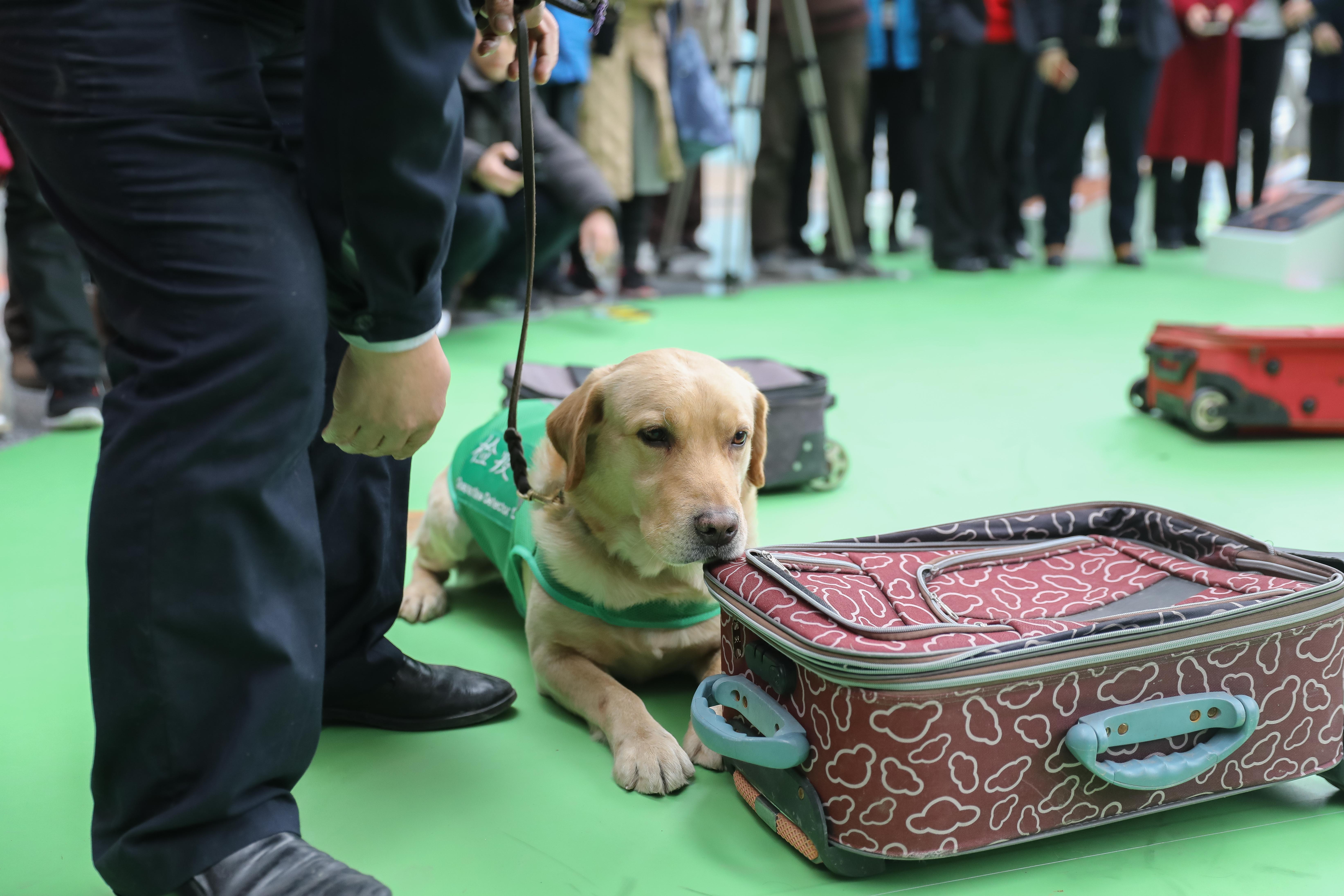 Dogthemed exhibition opens in Shanghai SHINE News