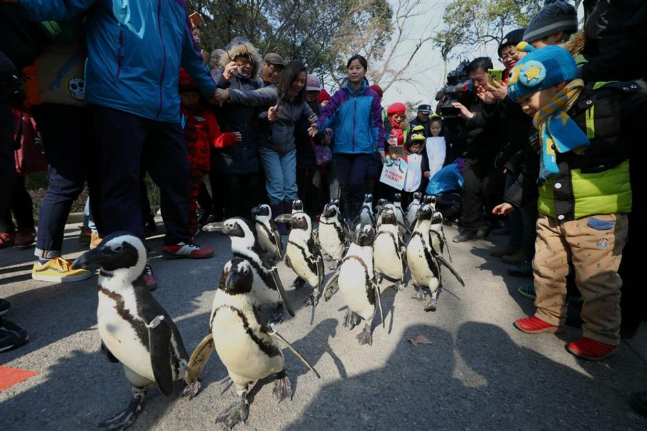 Zoo delight as penguins take a stroll