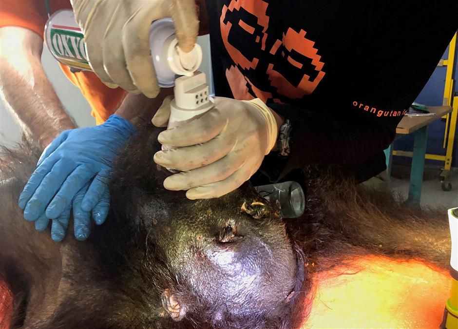 Killed orangutan has 130 air gun pellets in its body