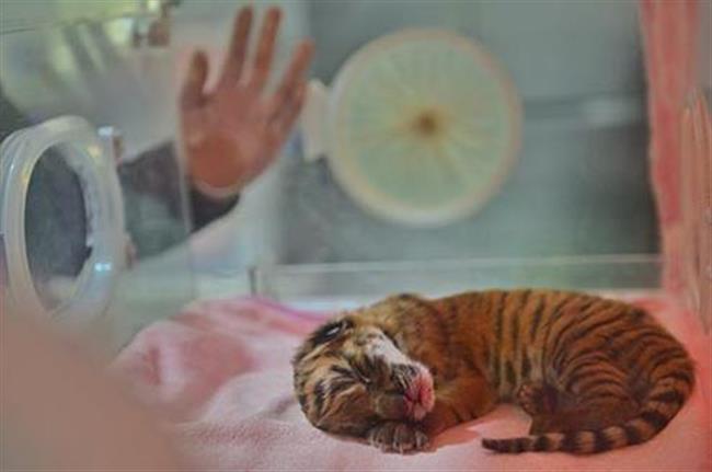 South China tiger cub born in Guizhou zoo