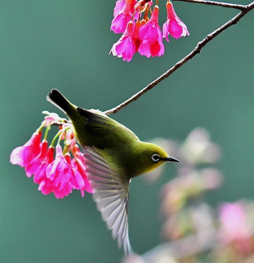 Bird dancing amid cherry blossoms