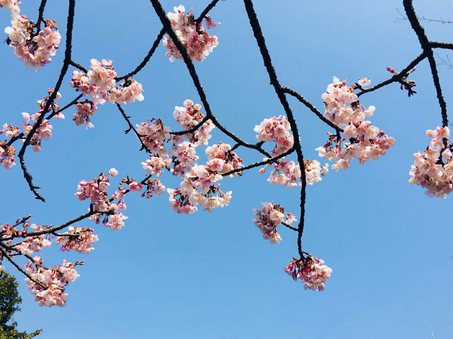 First wave of cherry blossom flowers at Shanghai Botanical Garden