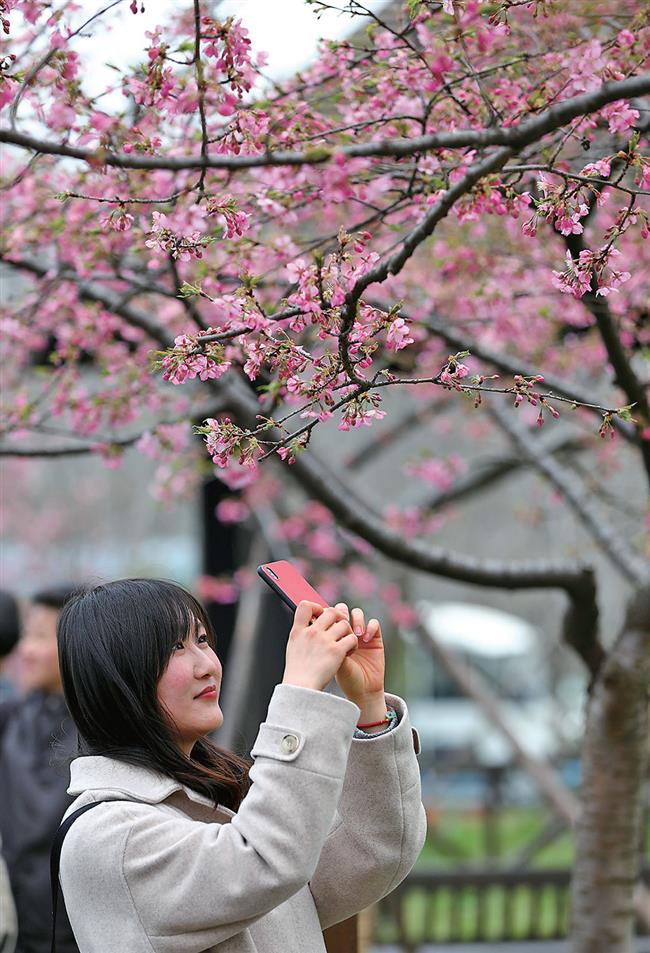 Gucun prepares for cherry blossom fest